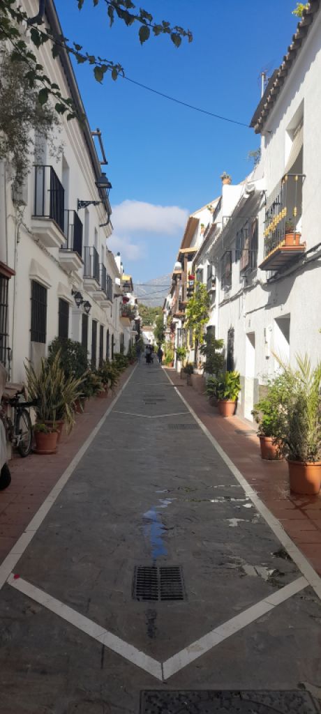 Jungstute Araber - Appaloosa