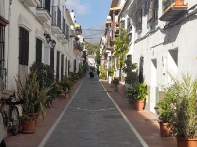 Jungstute Araber - Appaloosa