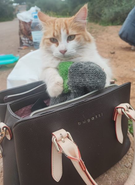 Amantes de los gatos en Cala D'or