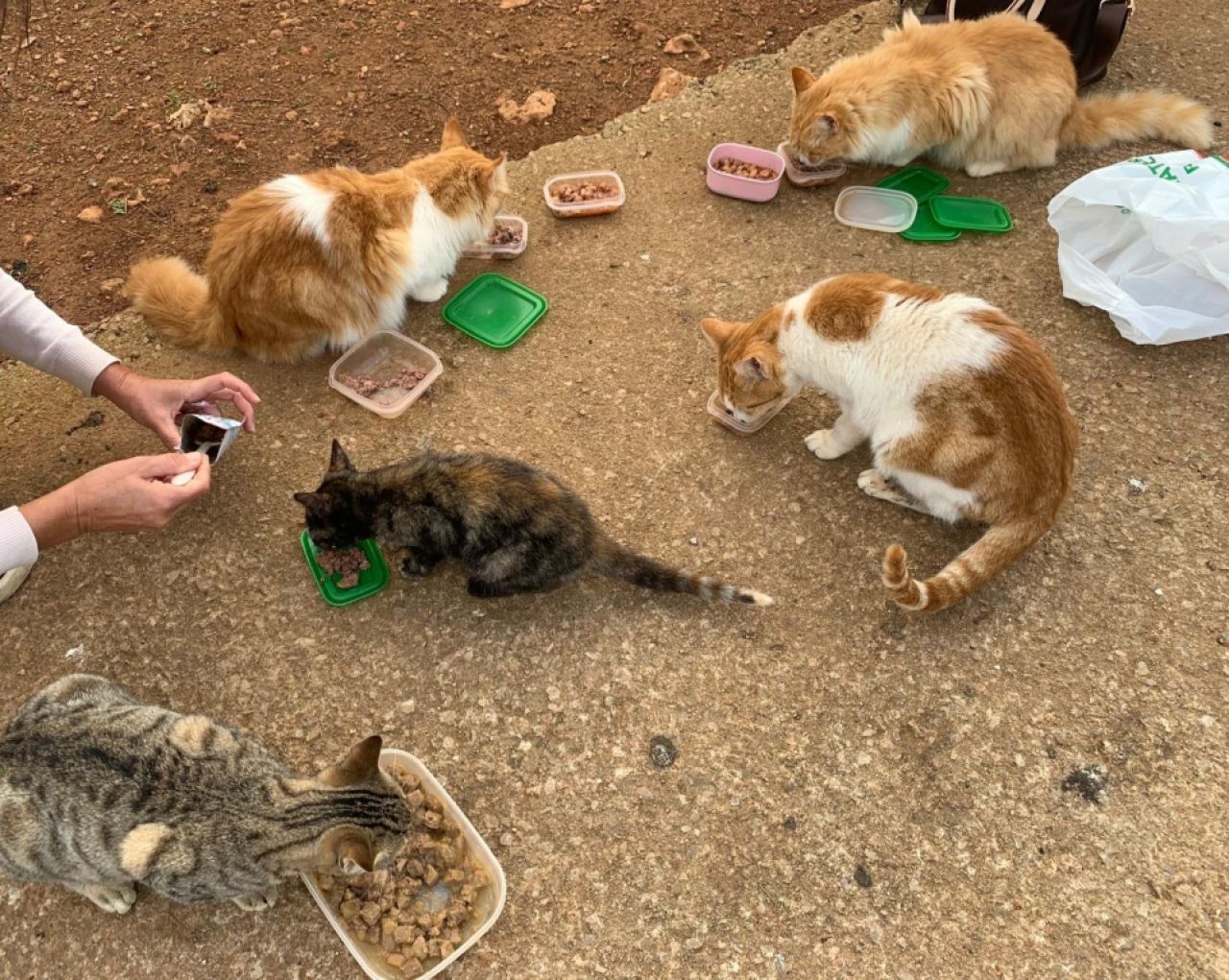 Amantes de los gatos en Cala D'or