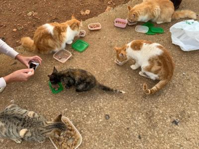 Amantes de los gatos en Cala D'or