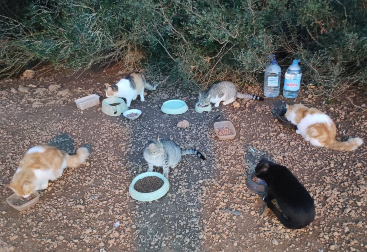 Amantes de los gatos en Cala D'or