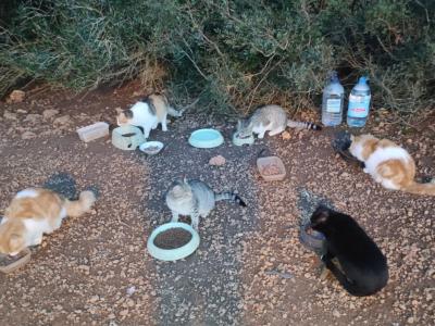 Amantes de los gatos en Cala D'or