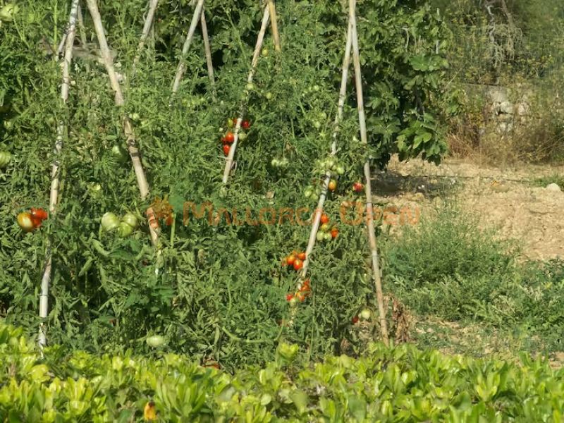 Ländliche Villa zur Miete – Absolute Privatsphäre im Herzen Mallorcas