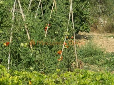 Ländliche Villa zur Miete – Absolute Privatsphäre im Herzen Mallorcas