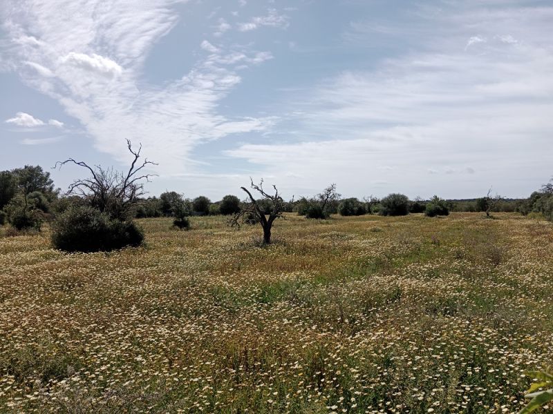 Terreno rural cerca de Campos