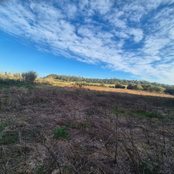 Rural land for sale – Municipality of Petra