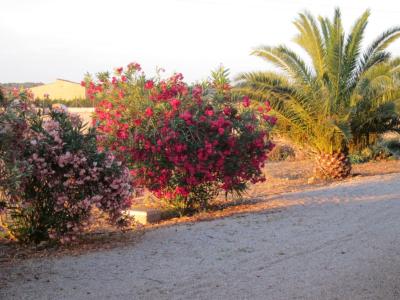 Langzeit/Überwintern Mallorca Pool Finca 2 Pers Ferienhaus Campos