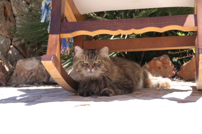 Long-term/wintering Mallorca Pool Finca 6 pers Holiday home Campos