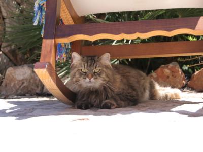 Long-term/wintering Mallorca Pool Finca 6 pers Holiday home Campos