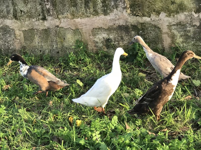 Laufenten suchen einen neuen Teich