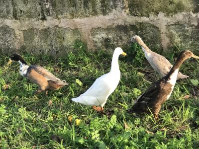 Laufenten suchen einen neuen Teich