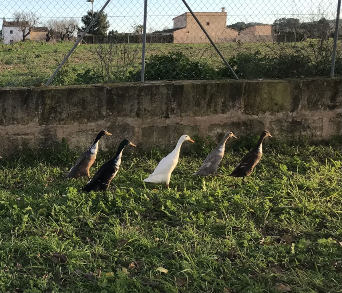 Laufenten suchen einen neuen Teich