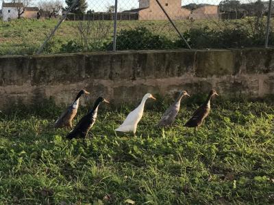 Laufenten suchen einen neuen Teich