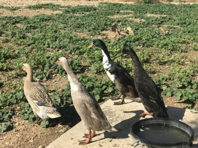 Laufenten suchen einen neuen Teich