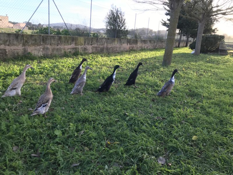 Laufenten suchen einen neuen Teich