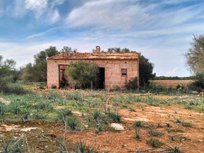 LLUCMAJOR: Traumhaftes Baugrundstück 66.000 m2 mit Baugenehmigung, inkl. Olivenhain und Weinstöcken