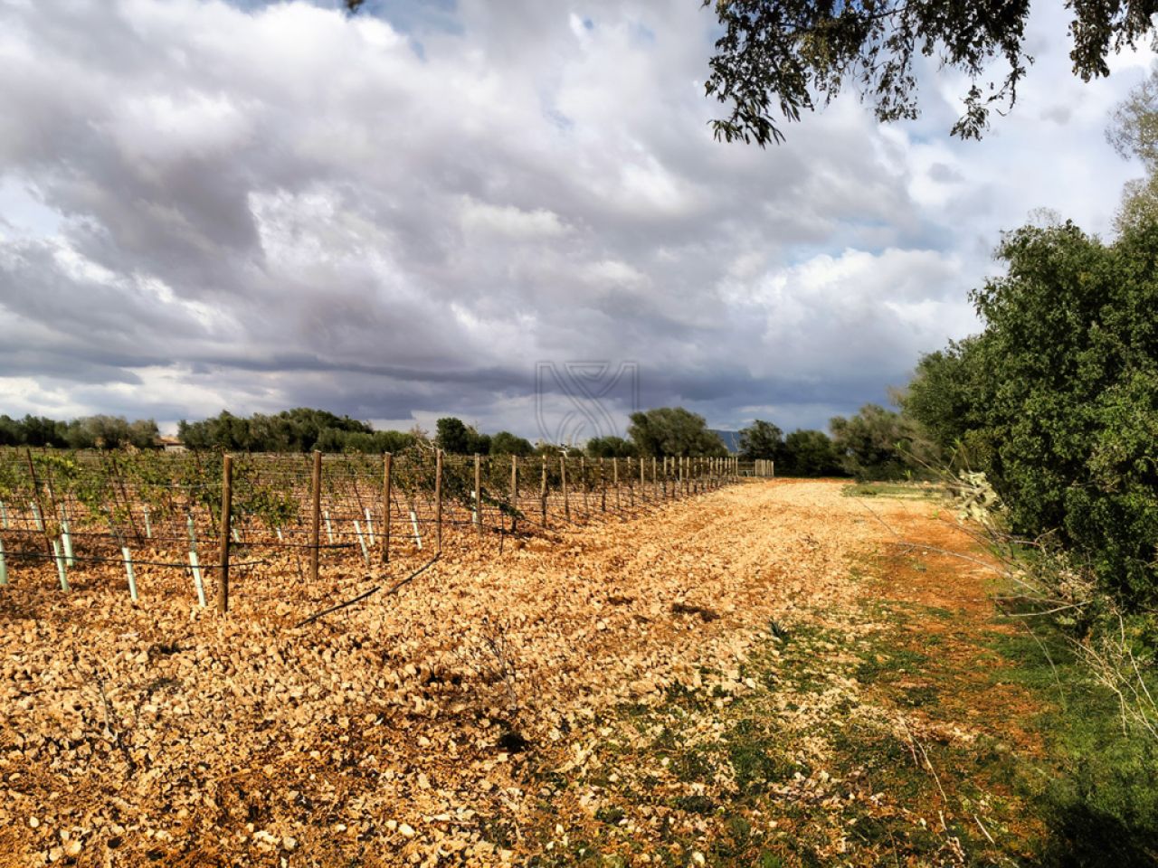 LLUCMAJOR: Traumhaftes Baugrundstück 66.000 m2 mit Baugenehmigung, inkl. Olivenhain und Weinstöcken