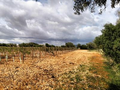 LLUCMAJOR: Traumhaftes Baugrundstück 66.000 m2 mit Baugenehmigung, inkl. Olivenhain und Weinstöcken