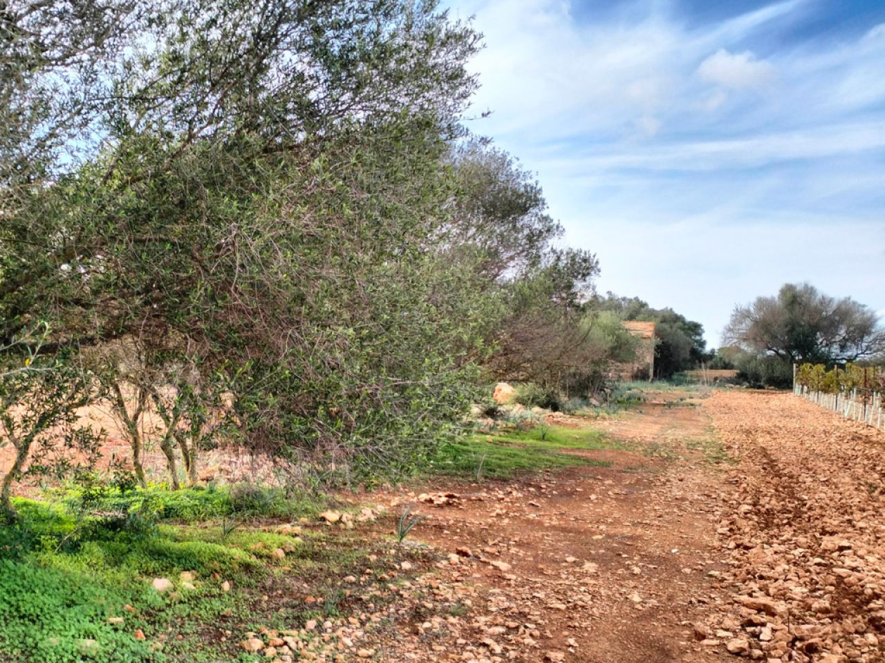 LLUCMAJOR: Traumhaftes Baugrundstück 66.000 m2 mit Baugenehmigung, inkl. Olivenhain und Weinstöcken