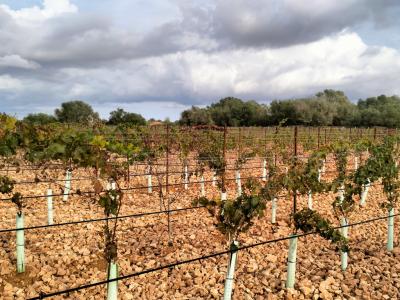 LLUCMAJOR: Traumhaftes Baugrundstück 66.000 m2 mit Baugenehmigung, inkl. Olivenhain und Weinstöcken