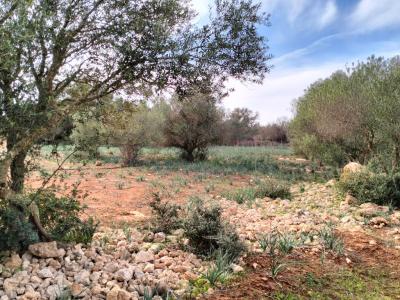 LLUCMAJOR: Traumhaftes Baugrundstück 66.000 m2 mit Baugenehmigung, inkl. Olivenhain und Weinstöcken