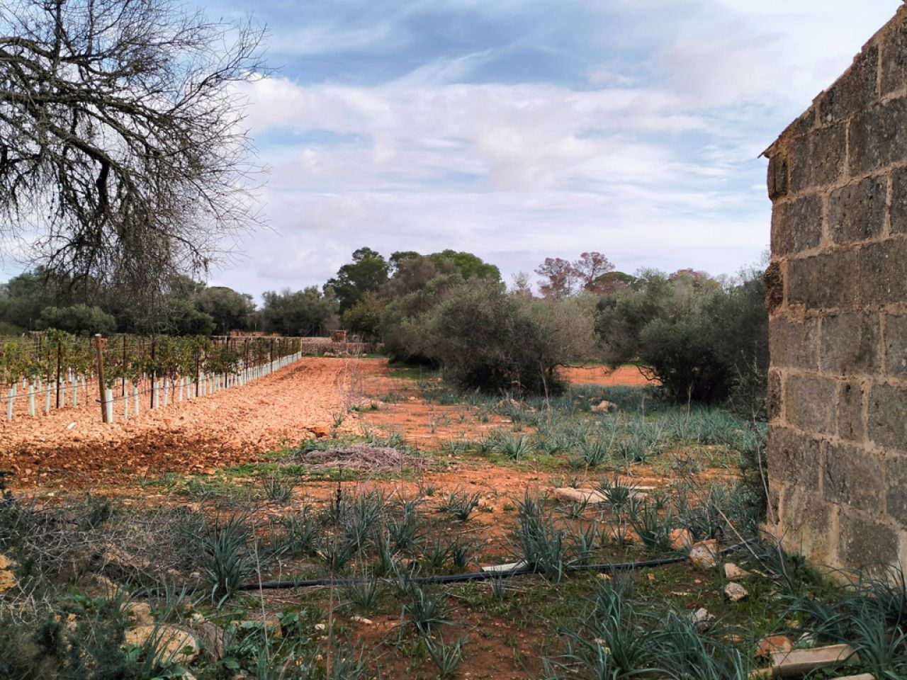 LLUCMAJOR: Traumhaftes Baugrundstück 66.000 m2 mit Baugenehmigung, inkl. Olivenhain und Weinstöcken