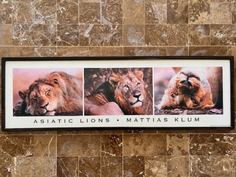 Lion picture IKEA Mattias Klum