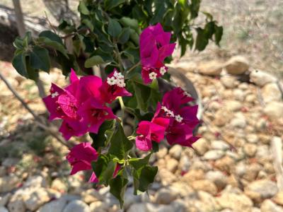Lust auf Gartenarbeit ?