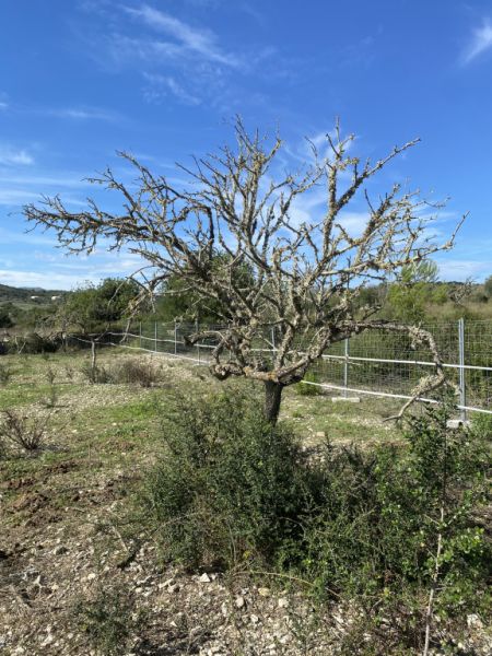 Almond wood for the winter