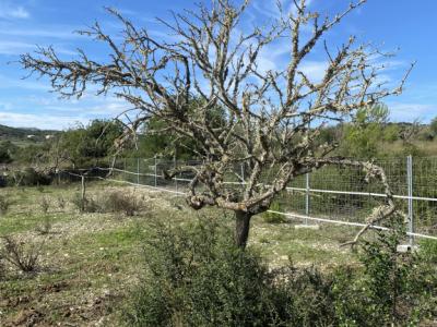 Mandelholz für den Winter