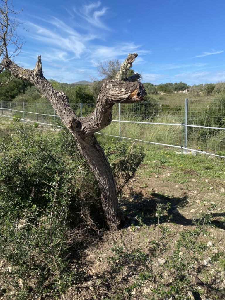 Almond wood for the winter