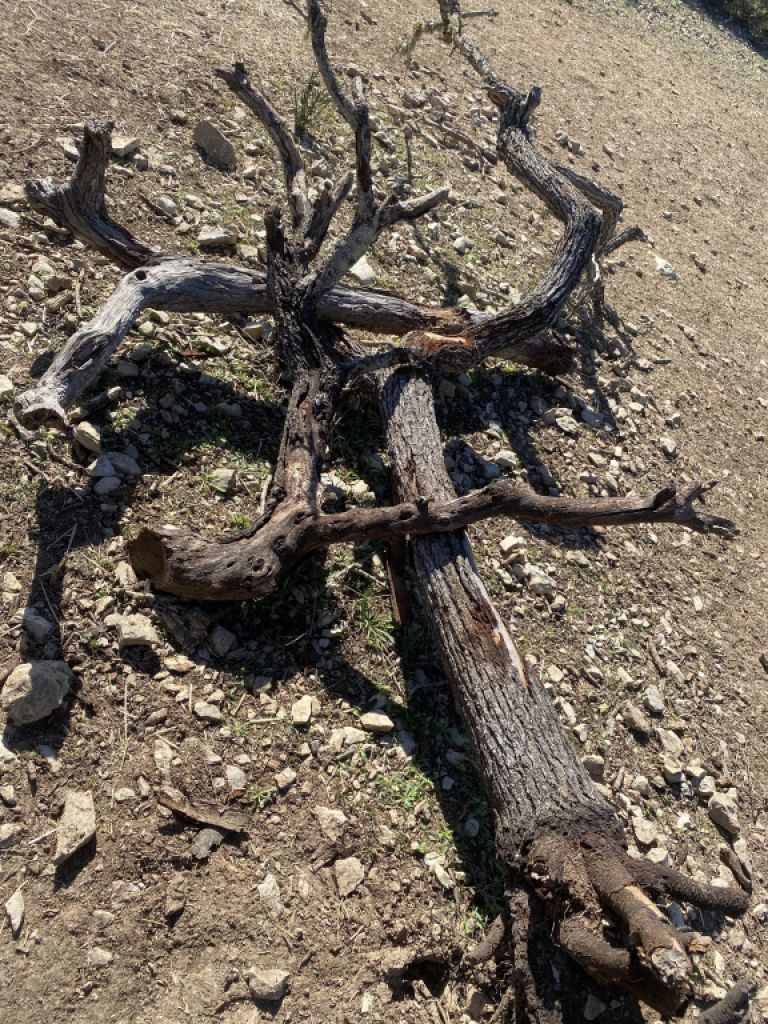 Almond wood for the winter