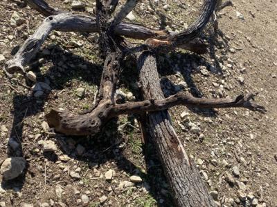 Almond wood for the winter