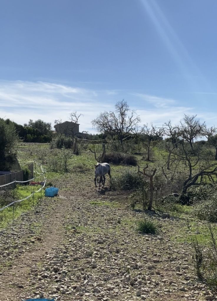 Almond wood for the winter