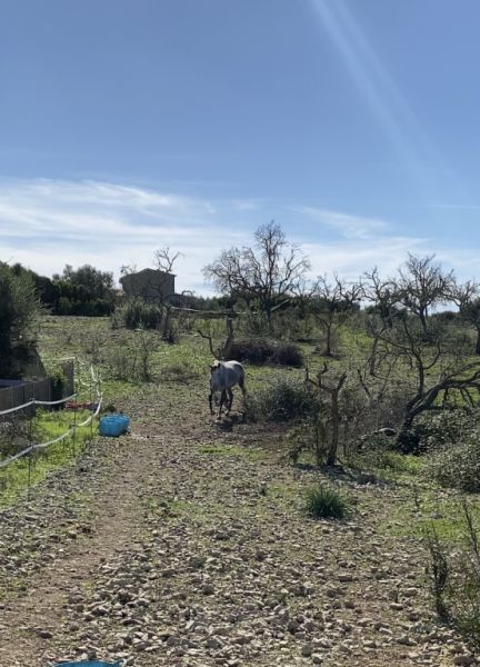 Almond wood for the winter