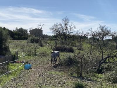 Almond wood for the winter