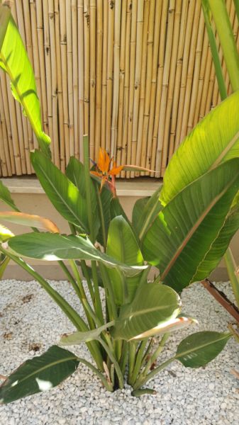 MARRATXI: Gepflegtes 4 SZ-Stadthaus mit Pool  im Palma-Radius zu verkaufen (Neubau aus 2022)