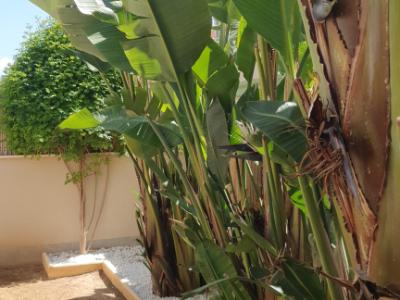 MARRATXI: Gepflegtes 4 SZ-Stadthaus mit Pool  im Palma-Radius zu verkaufen (Neubau aus 2022)