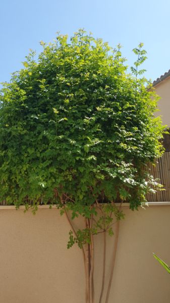 MARRATXI: Gepflegtes 4 SZ-Stadthaus mit Pool  im Palma-Radius zu verkaufen (Neubau aus 2022)