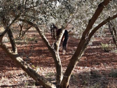 Olivenplantage zu verpachten