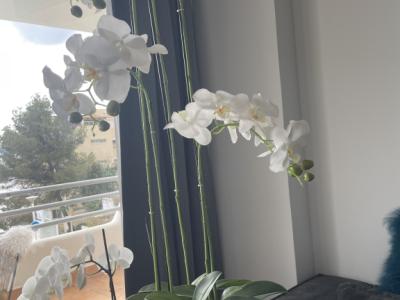 Orquídea blanca en maceta cerámica de plástico