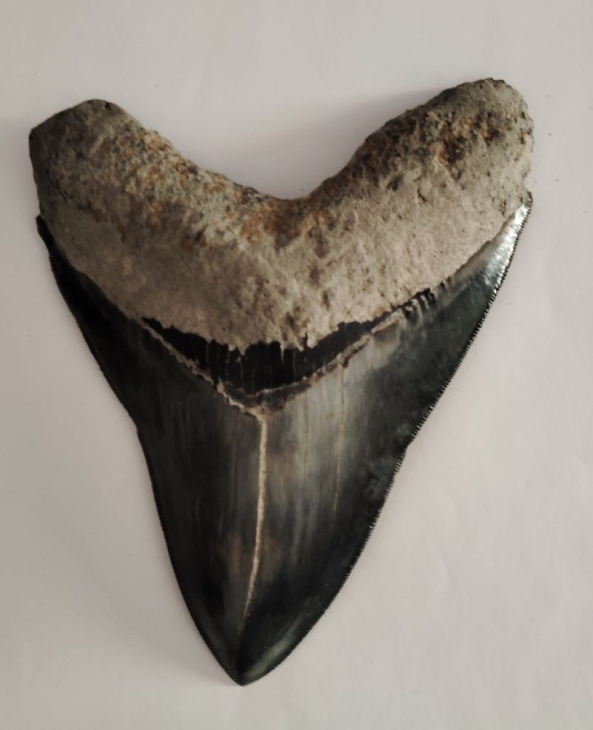 Original Megalodon Teeth 100%.
