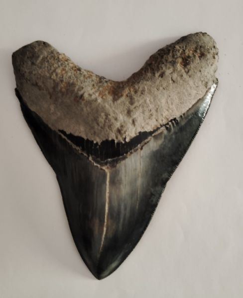 Original Megalodon Teeth 100%.