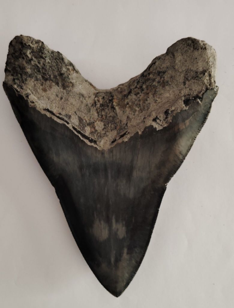 Original Megalodon Teeth 100%.