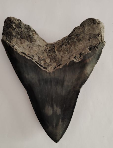 Original Megalodon Teeth 100%.