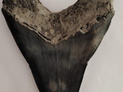 Original Megalodon Teeth 100%.