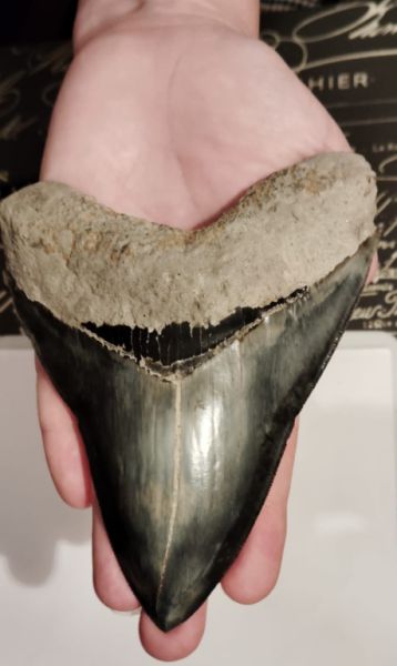 Original Megalodon Teeth 100%.
