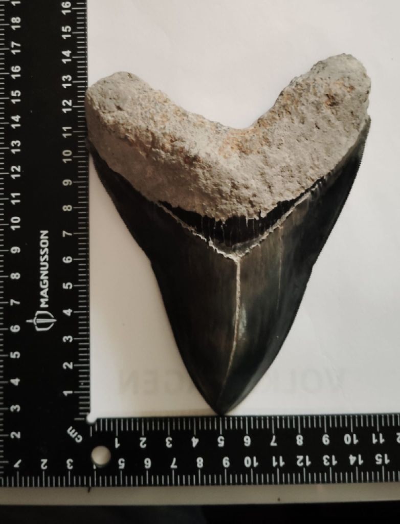 Original Megalodon Teeth 100%.
