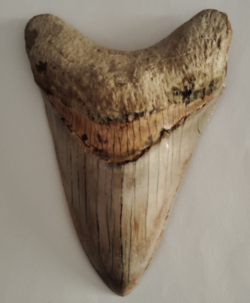 Original Megalodon Teeth 100%.
